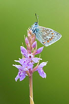 Common blue butterfly (Polyommatus icarus) on Common spotted orchid (Dactylorhiza fuchsii), Powerstock Common DWT reserve, Dorset, UK, June.