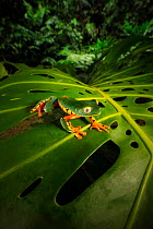 Splendid treefrog (Cruziohyla calcarifer) on Swiss cheese plant (Monstera deliciosa), Lowland rainforest, Costa Rica.