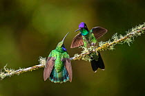 Talamanca hummingbird (Eugenes spectabilis) (right) and Green violetear Hummingbird (Colibri thalassinus) (left) interacting aggressively, Highland cloud forest, Cerro de la Muerte, Costa Rica.
