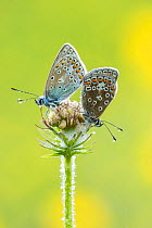 Common blue butterfly (Polyommatus icarus), male and female, on closed flower, Badbury Rings, Dorset, UK, June.