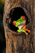 Red-eyed tree frog (Agalychnis callidryas) emerging from tree hole, Arenal, Costa Rica.
