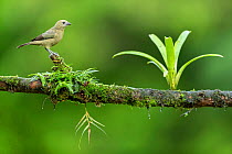 Palm tanager (Thraupis palmarum) perched on branch, Lowland rainforest, Costa Rica.