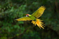 Great green macaw (Ara ambiguus) in flight, Lowland rainforest, Costa Rica.