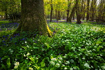 Deciduous woodland in spring with Bluebells (Hyacinthoides non-scripta) and Ramsons (Allium ursinum), near Blandford, Dorset, UK, May.