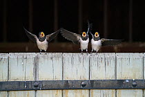 Three Barn swallow (Hirundo rustica) fledglings perched on a barn door begging for food, Briston, North Norfolk, UK. September.