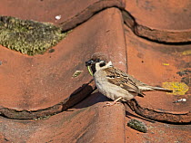 Tree sparrow (Passer montanus) returning with food to nest in tiled roof, RSPB Visitor Centre, Bempton Cliffs, Yorkshire, UK. June.