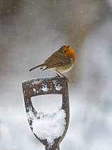 European robin (Erithacus rubecula) perched on a spade handle in a snowy garden, North Norfolk, UK. February.