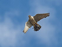 Peregrine falcon (Falco peregrinus) returning to chicks with prey, Cromer, North Norfolk, UK. July.