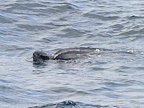 Leatherback turtle (Dermochelys coriacea) swimming with its head above the water, Portsmouth, English Channel, UK. August.