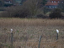 Barn owl (Tyto alba), leucistic male with female partner, perched on fence post, Cley, North Norfolk, UK. March.
