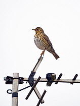 Song thrush (Turdus philomelos) perched on a TV aerial, Cley, Norfolk, UK. March.