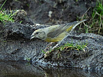 Female Common crossbill (Loxia curvirostra) drinking at water's edge, Kelling Heath, Norfolk, UK. March.