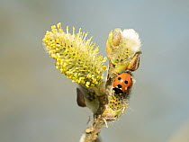 Seven-spot ladybird (Coccinella septempunctata) in a garden, Norfolk, UK. April.