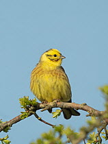 Male Yellowhammer (Emberiza citrinella) perched on a branch, Holkham, Norfolk, UK. April.