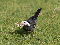 Pied wagtail (Motacilla alba) collecting food to feed young at nest, Cromer, Norfolk, UK. July.