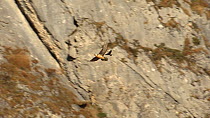 Bearded vulture (Gypaetus barbatus) flying away mobbed by a Carrion crow (Corvus corone corone), Grand Bargy cirque, Haute Savoie, France.