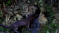 Female American mink (Neogale vison) entering a Kingfisher (Alcedo atthias) nest, shortly followed by it exiting with nothing having previously raided all the chicks from the nest, Stour River, Dorset...