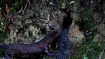 Female American mink (Neogale vison) entering a Kingfisher (Alcedo atthias) nest, followed by it exiting with a chick, Stour River, Dorset, UK, July.