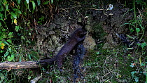 Female American mink (Neogale vison) entering a Kingfisher (Alcedo atthias) nest, then exiting with a chick, Stour River, Dorset, UK, July.