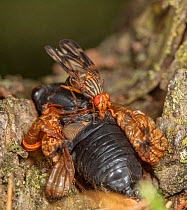 Picture-winged fly (Idana marginata) getting nutrients from dead Periodical cicada (Magicicada cassinii), Lebanon County, Pennsylvania, USA. June  2021