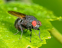 Lauxaniid fly (Minettia obscura) on leaf, Philadelphia, Pennsylvania, USA. June.
