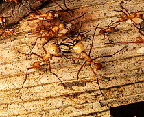 Majors Army ant (Eciton hamatum) protecting the emigration column, La Selva Biological Station, Costa Rica.