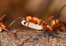 Army ant (Eciton hamatum) carrying its larvae to new bivouac at night, La Selva Biological Station, Costa Rica.