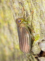 Issid planthopper (Aplos simplex) on tree trunk, Montgomery County, Pennsylvania, USA.