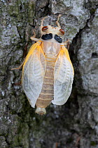 Periodical cicada (Magicicada sp.) expanding wings after metamorphosis on tree trunk, Bryn Mawr, Pennsylvania, USA. May 2021
