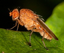 Heleomyzid fly (Suillia quinquepunctata) on leaf, Philadelphia, Pennsylvania, USA. October.