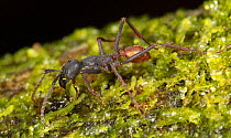 Worker Army ant (Eciton burchellii) walking on moss, La Selva Biological Station, Costa Rica.