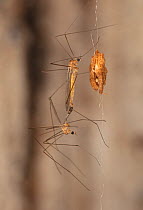 Crane flies (Antocha sp.) resting on web, Philadelphia, Pennsylvania, USA. September.