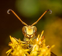 Lesser paper wasp (Polistes dorsalis) on Goldenrod (Solidago sp.) flower, Philadelphia, Pennsylvania, USA.