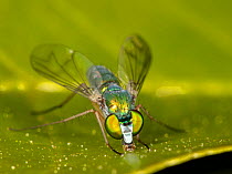 Long-legged fly (Condylostylus sp.) on leaf, Montgomery County, Pennsylvania, USA.