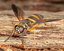 Wasp-mimicking hover fly (Temnostoma trifasciatum) on wood, Montgomery County, Pennsylvania, USA. June.