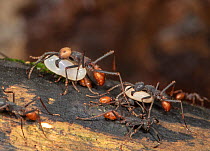 Army ants (Eciton burchellii) carrying its prey, La Selva Biological Station, Costa Rica.