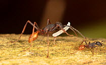 Army ant (Eciton burchellii) carrying its larvae during emigration to new bivouac, La Selva Biological Station, Costa Rica.