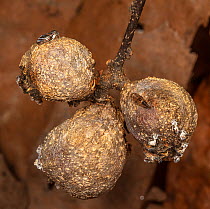 Adult Hackberry petiole gall psyllid (Pachypsylla venusta) emerging from gall, Philadelphia, Pennsylvania, USA. January.