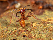Major Army ant (Eciton burchellii) defending emigration column, La Selva Biological Station, Costa Rica.