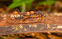 Submajor Army ants (Eciton burchellii) with prey returning to the bivouac, La Selva Biological Station, Costa Rica.