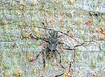 Male Flat-faced longhorn beetle (Graphisurus fasciatus) on dead American Beech (Fagus grandifolia) trunk, Montgomery County, Pennsylvania, USA. July.