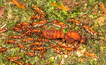 Male Army ant (Eciton hamatum) surrounded by soldiers carrying larvae, La Selva Biological Station, Costa Rica.