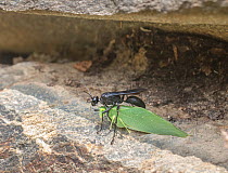 Great black wasp (Sphex pensylvanicus) with Lesser angle-winged katydid (Microcentrum sp.) prey, Philadelphia, Pennsylvania, USA. August.