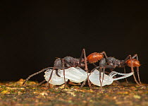Army ants (Eciton burchellii) carrying prey, a Hymenoptera pupa, La Selva Biological Station, Costa Rica.