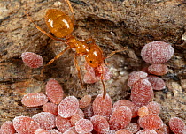 Citronella ant (Lasius sp.) gathering mealybugs beneath a rock to care for them, Philadelphia, Pennsylvania, USA. April.