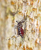 Asian tiger mosquito (Aedes albopictus) full of blood on tree bark, Montgomery County, Pennsylvania, USA. August.