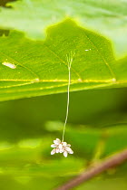 Green lacewing (Chrysopidae sp.) eggs suspended from leaf, Montgomery County, Pennsylvania, USA. July.