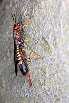 Pigeon horntail (Tremex columba) laying eggs in dead American Beech tree (Fagus grandifolia), Montgomery County, Pennsylvania, USA. July.