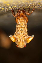 Periodical cicada (Magicicada septendecim) nymph emerging out of old skin during metamorphosis, viewed from above, Bryn Mawr, Pennsylvania, USA. May 2021
