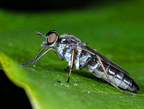 Stiletto fly (Therevidae sp.) on leaf, Philadelphia, Pennsylvania, USA. June.